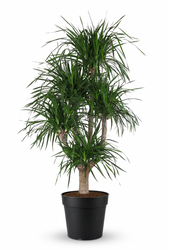 Dracaena Angustifolia vertakt P40
