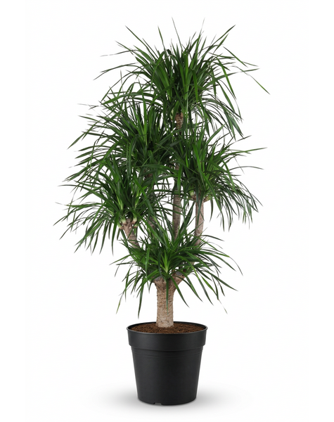 Dracaena Angustifolia vertakt P40
