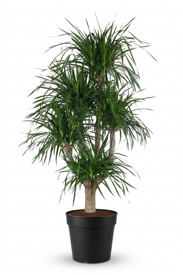 Dracaena Angustifolia vertakt P40