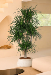 Dracaena Angustifolia vertakt P40