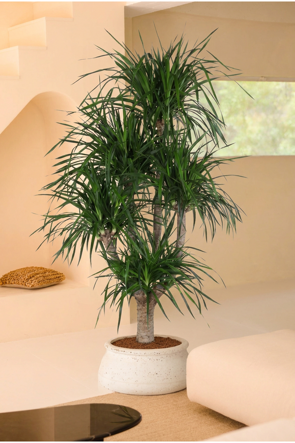 Dracaena Angustifolia vertakt P40
