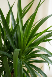 Dracaena Angustifolia vertakt P40