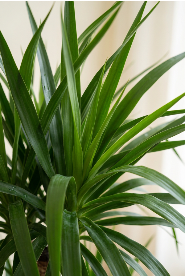 Dracaena Angustifolia vertakt P40