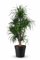 Dracaena Angustifolia vertakt P34