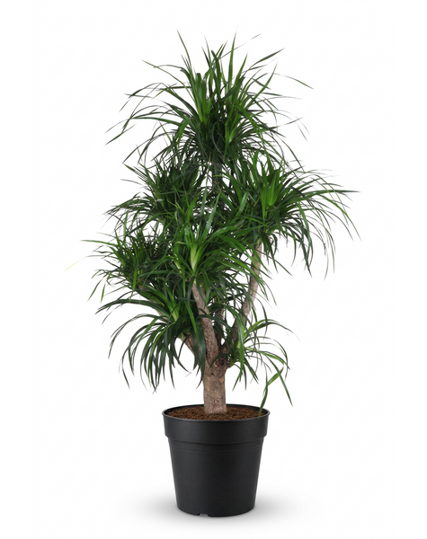 Dracaena Angustifolia vertakt P34