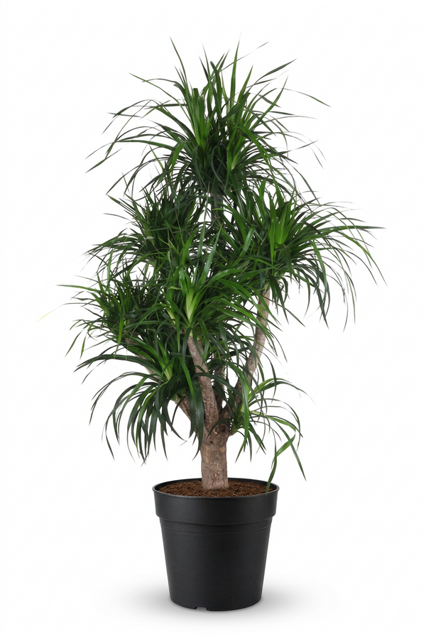 Dracaena Angustifolia vertakt P34