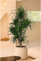 Dracaena Angustifolia vertakt P34