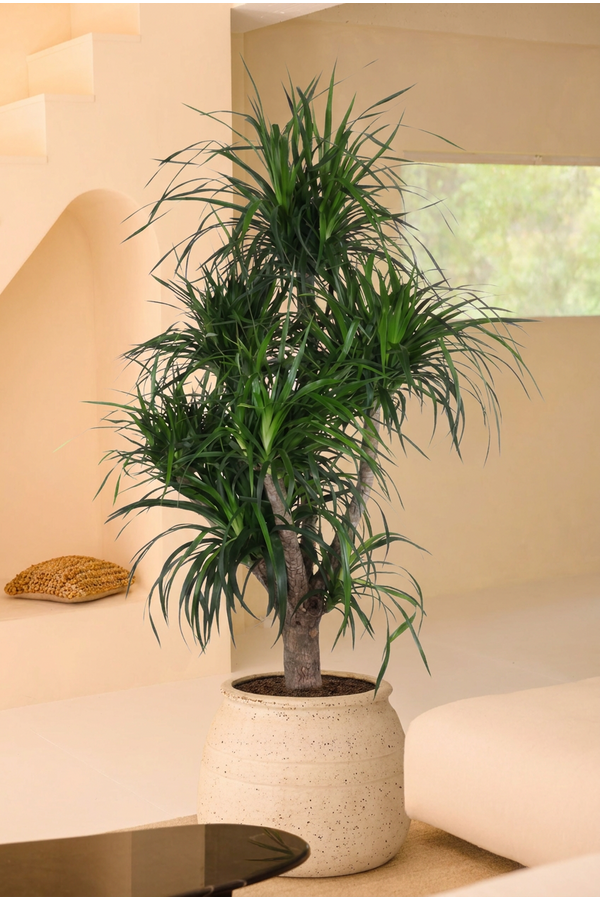 Dracaena Angustifolia vertakt P34