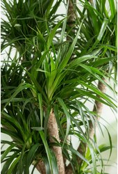 Dracaena Angustifolia vertakt P34