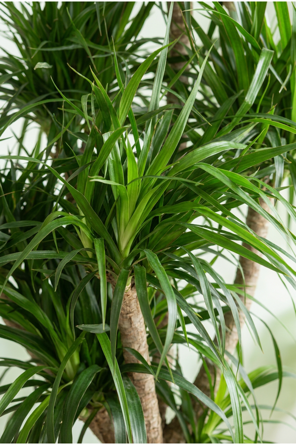 Dracaena Angustifolia vertakt P34