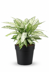 Dieffenbachia Vesuvius P27