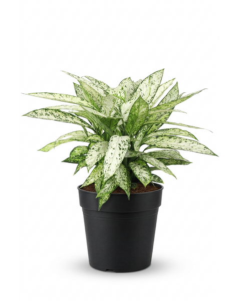 Dieffenbachia Vesuvius P27