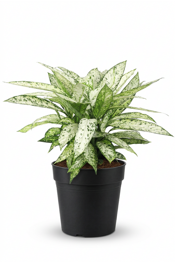 Dieffenbachia Vesuvius P27