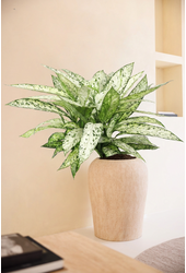 Dieffenbachia Vesuvius P27