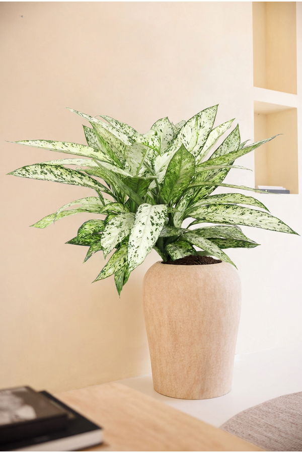 Dieffenbachia Vesuvius P27