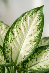 Dieffenbachia Vesuvius P27