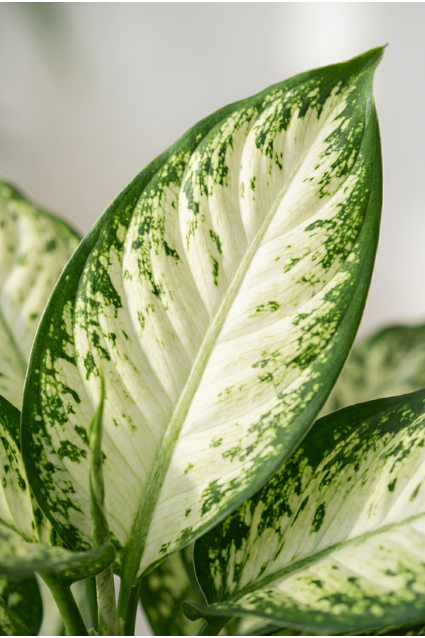 Dieffenbachia Vesuvius P27