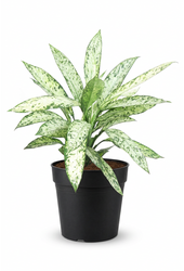 Dieffenbachia Vesuvius P24