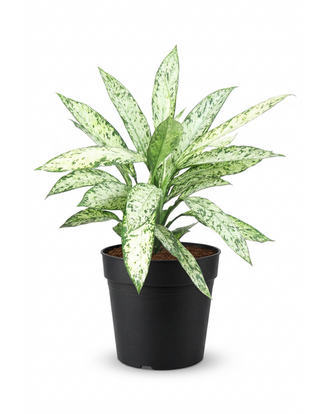 Dieffenbachia Vesuvius P24