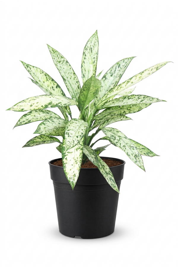 Dieffenbachia Vesuvius P24