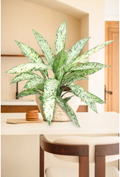 Dieffenbachia Vesuvius P24