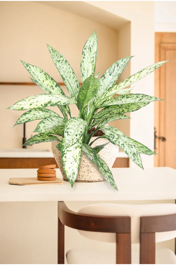 Dieffenbachia Vesuvius P24