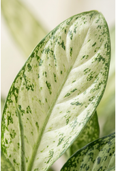 Dieffenbachia Vesuvius P24