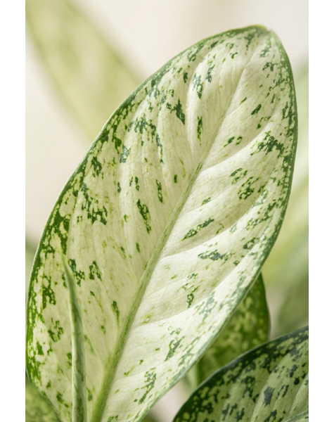 Dieffenbachia Vesuvius