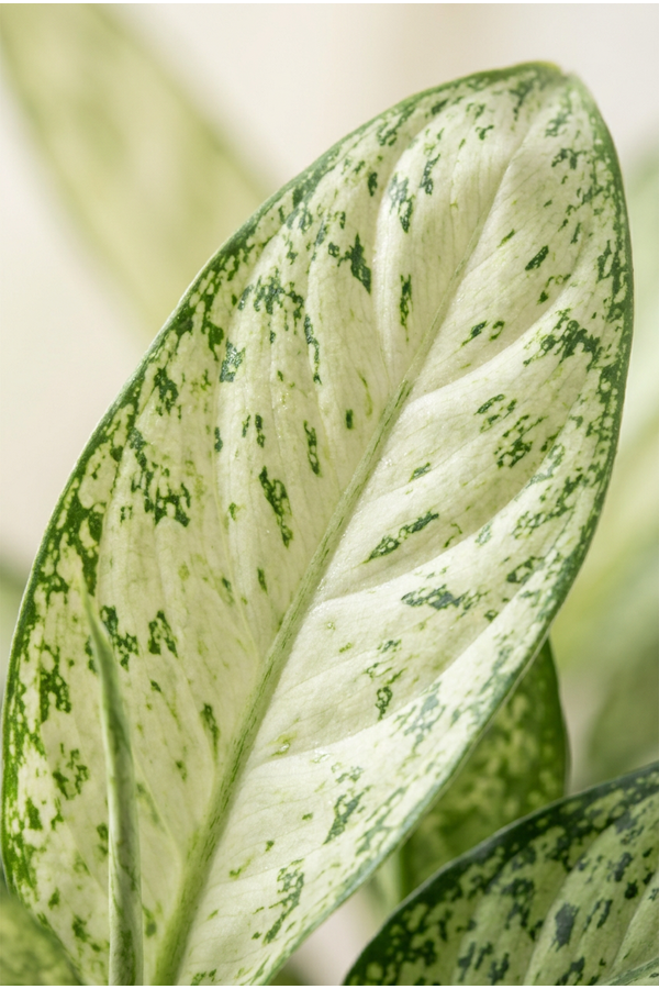 Dieffenbachia Vesuvius P24