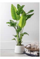 Strelitzia Nicolai XXL