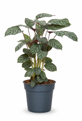 Calathea Green Flag
