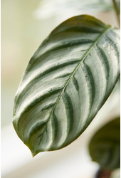 Calathea Green Flag