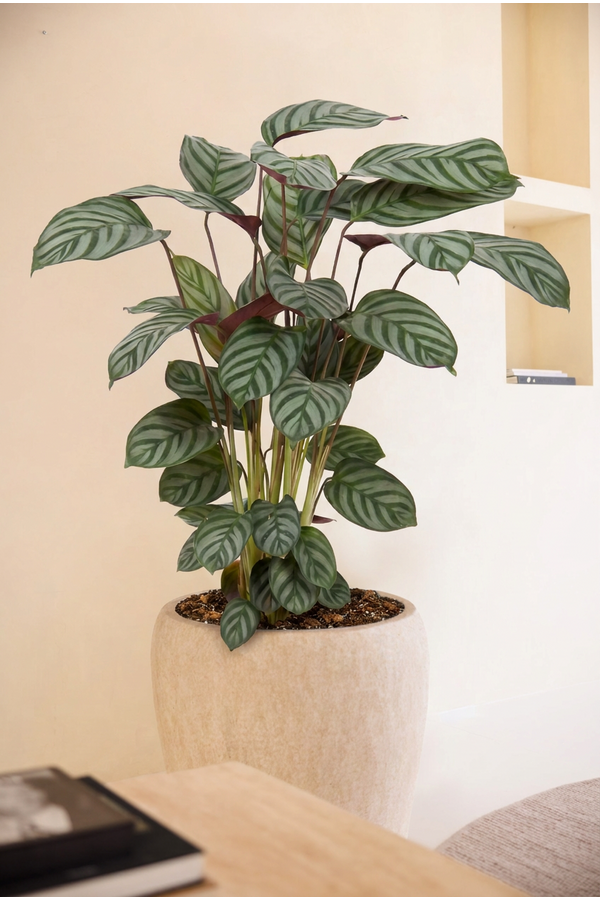 Calathea Green Flag