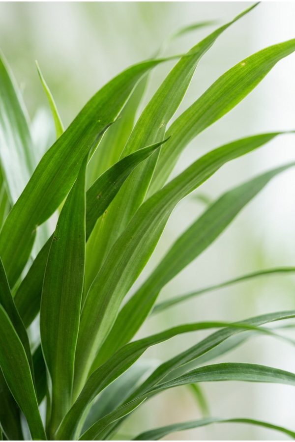 Dracaena Anita vertakt P34