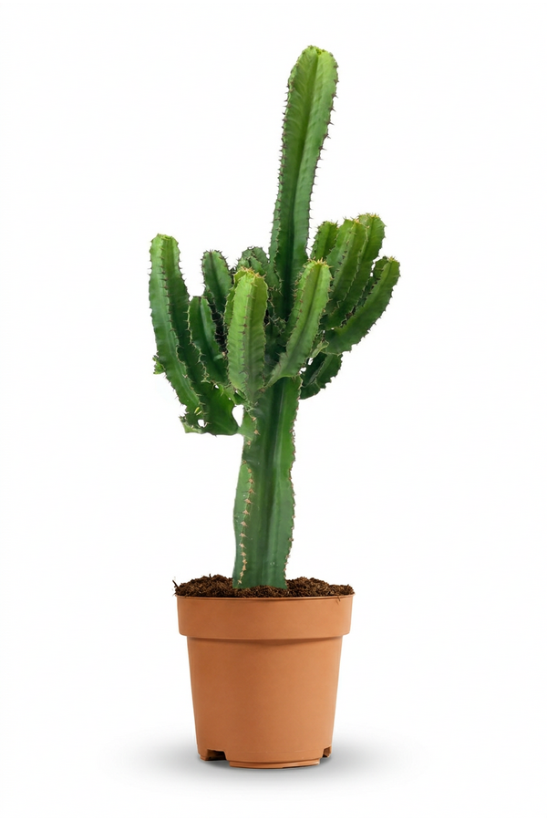Euphorbia eritrea
