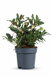 Helleborus Winterbells P19