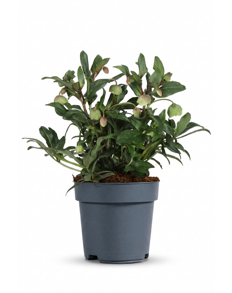 Helleborus Winterbells P19