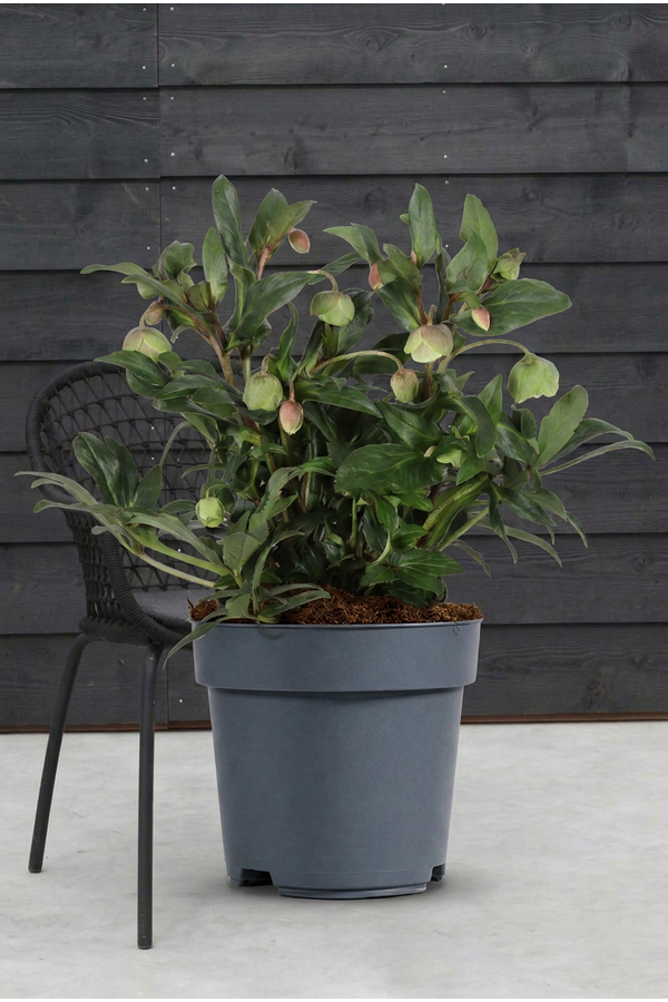 Helleborus Winterbells P19