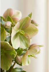 Helleborus Winterbells P19