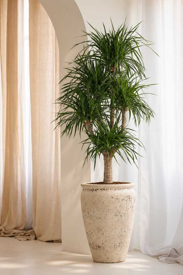 Dracaena Angustifolia rozgałęziona