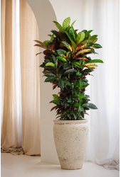 Codiaeum Mrs Iceton rozgałęzione