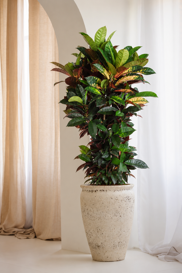 Codiaeum Mrs Iceton rozgałęzione
