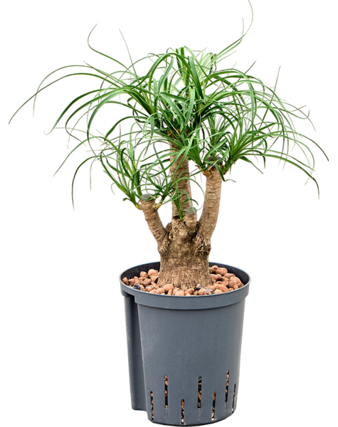 Hydroponika Beaucarnea
