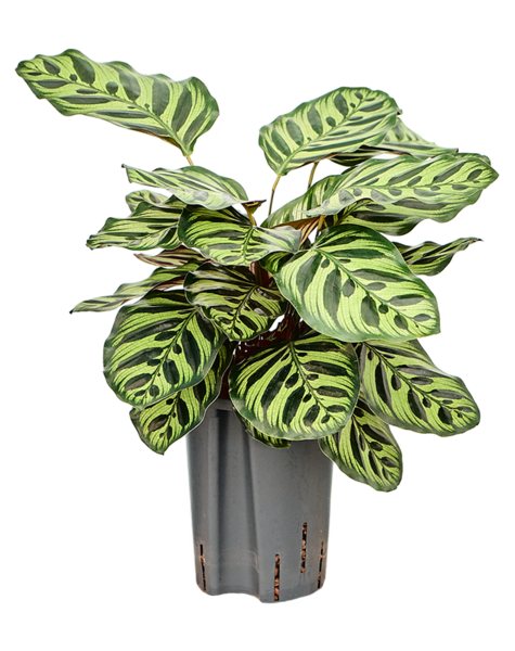 Hydroplant Calathea