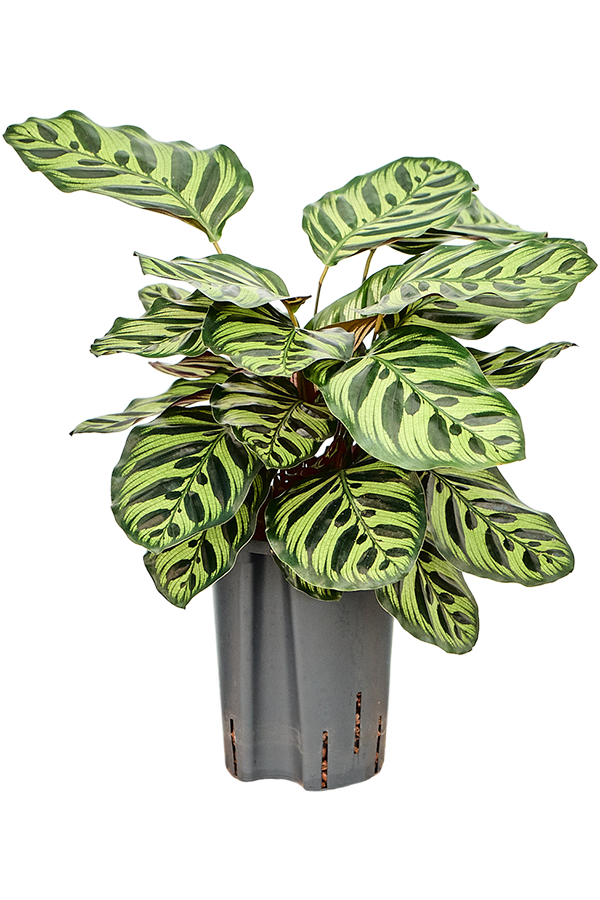 Hydroplant Calathea Makoyana