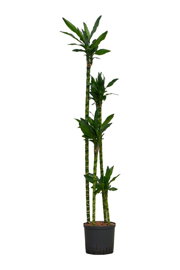 Dracena hydroponiczna Dracaena Fragrans Burundii