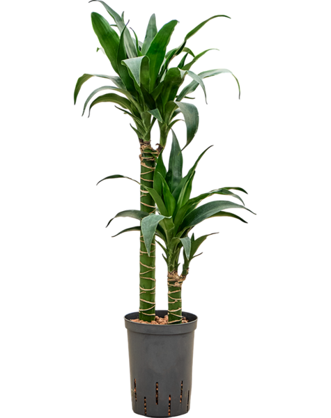 Dracena hydroponiczna
