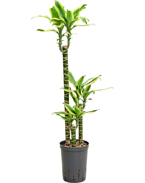 Dracena hydroponiczna