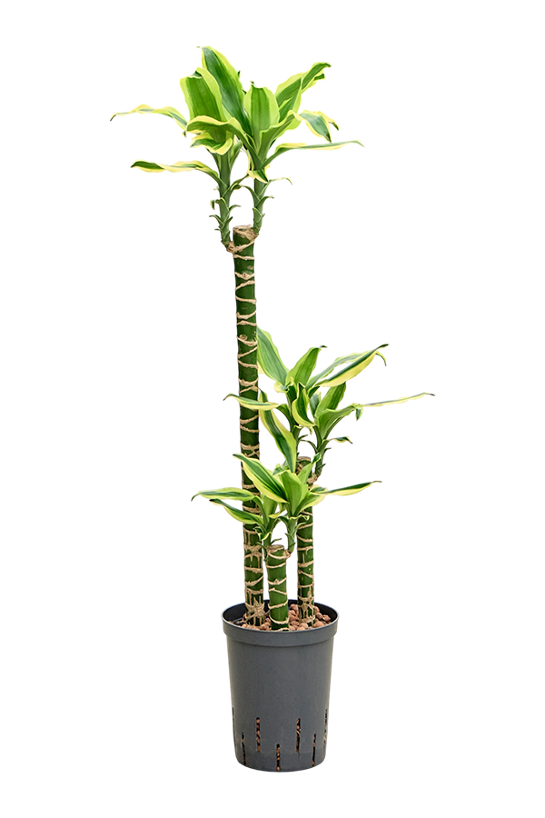 Dracena hydroponiczna Fragrans Gold King