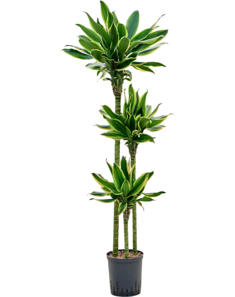 Dracena hydroponiczna